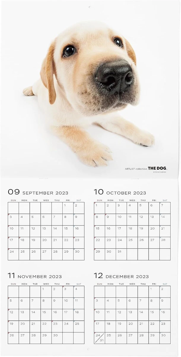 2024 THE DOG Labrador Retriever Monthly Wall Calendar from JAPAN | eBay