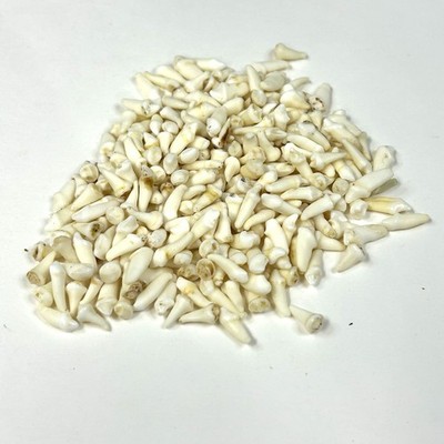 Lot Of 250 Assorted Small Coyote Teeth Real Cleaned Taxidermy Weird Goth #4037