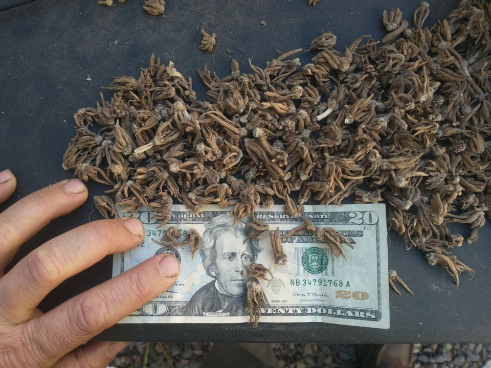 100 Bombillas Ranúnculo Mezcladas DOBLES Buttercups Primavera ¡GANGA! Foto 3 de 4