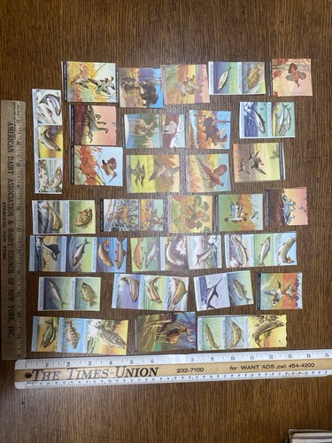 Large Lot Vintage Wildlife Print Images Cut outs