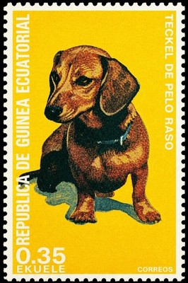   Vintage 1970s Teckel De Pelo Raso Poster - 24x36  Dachshund Art - Premium  