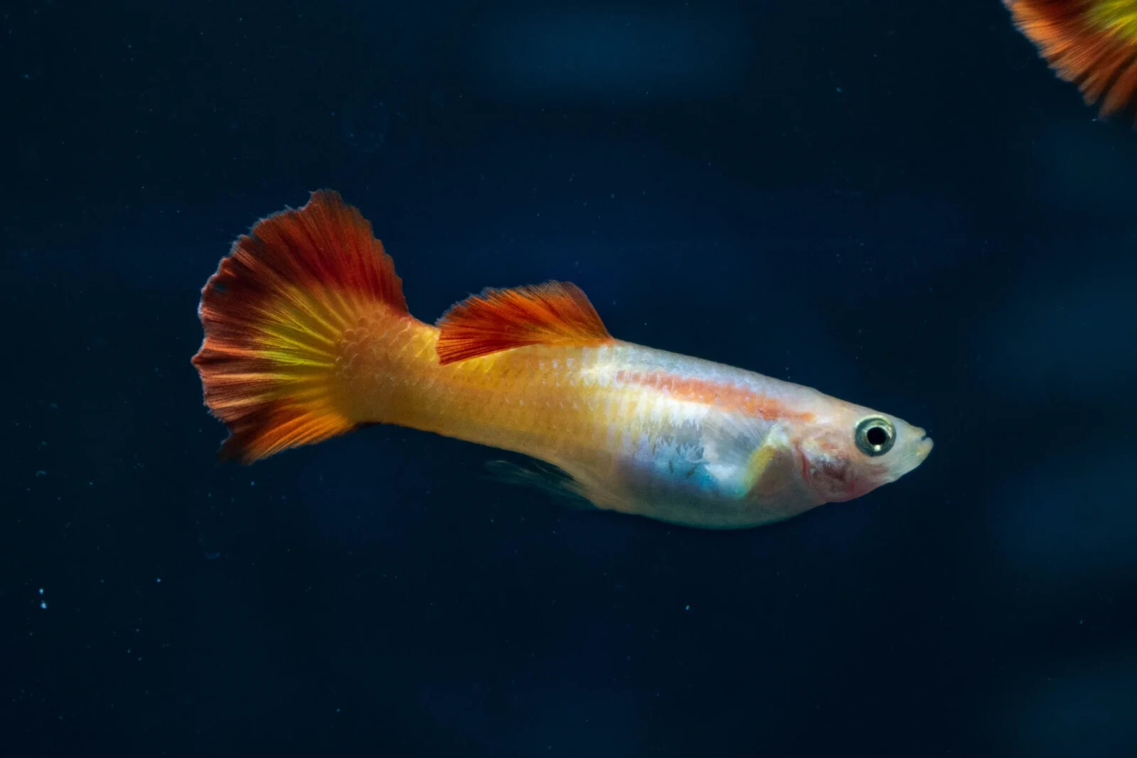 TEQUILA SUNRISE GUPPY Pair Live Aquarium Fish High Quality eBay