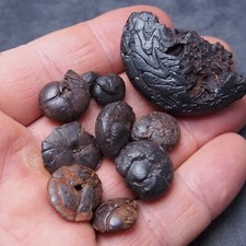 10pcs  Goniatite  Hematite Devonian Mineral Fossil Ammonite 9