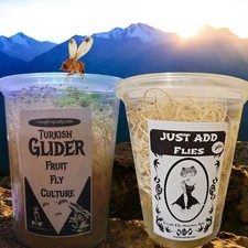 Turkish Fruit Fly Culture  1 Just Add Flies for Dart Frog Food Reptile Food