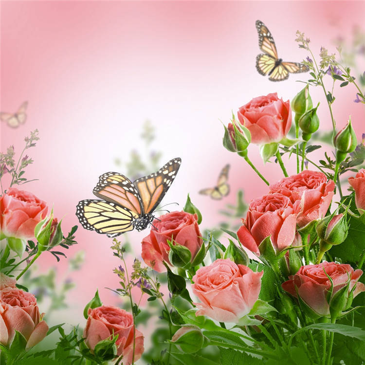 Red Rose And Butterfly Wallpaper