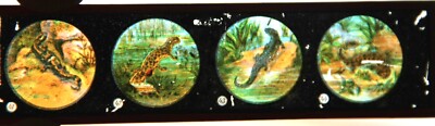 Ancienne Plaque De Verre Pour Lanterne Magique - Collection 17+