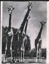 1956 Press Photo African giraffes purchased for Milwaukee County's new zoo