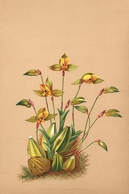Lycaste Aromatica H.G. Moon Poster Print