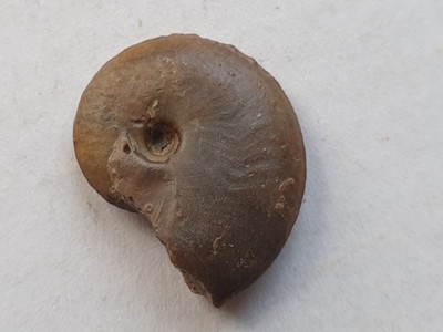 Oecotraustes nivernensis - Dogger - Sengenthal - Ammonit - alte Sammlung