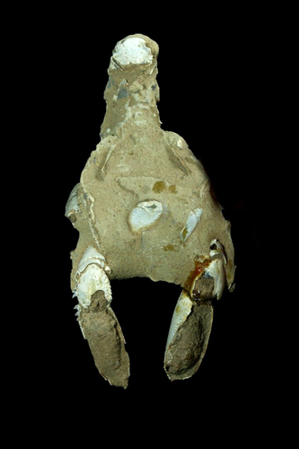 Arthropod Crustacea (Lobster Fossil) Thalasssina Anomola Pleisto., Belmunda, QLD - Picture 2 of 3