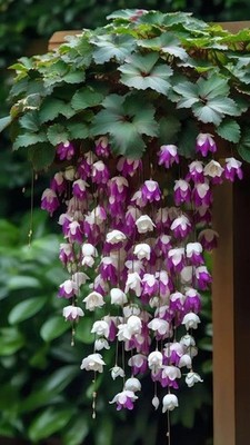 Weeping begonia flower bulbs | purple with white flower bulbs | pack of 2 bulbs