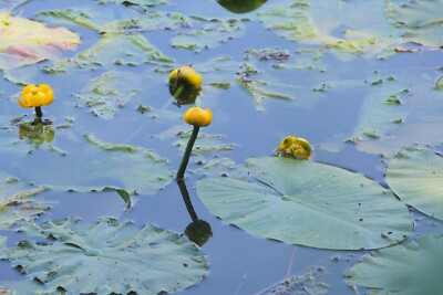 gelbe Teichrose für jeden Teich einheimisch gegenAlgenwachstum Wasserst. b 200cm
