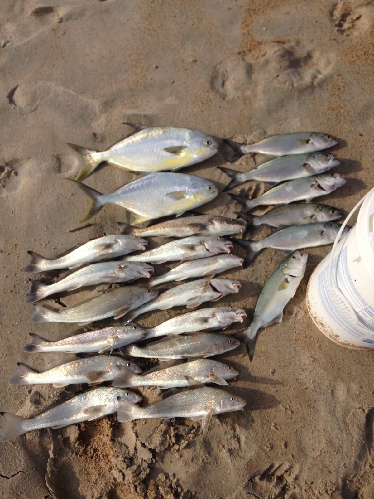 10 or 25 Surf Fishing Rigs, Pier Rigs, Boat Rigs, Pompano Whiting Snappers Spots