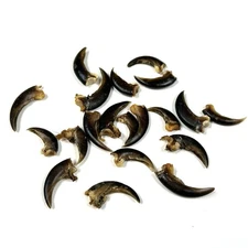 Lot Of 20 Assorted Real American Porcupine Claws Cleaned Unique Weird Goth #0262