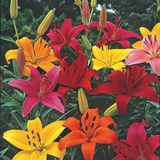 Imported Rare Bulbs Asiatic Lily Lilium Flower Bulbs Mix set of 4 for Summer