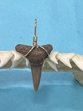 SHARK TOOTH PENDANT…7/8 Inch Fossilized LEMON Shark Tooth from Venice Florida 