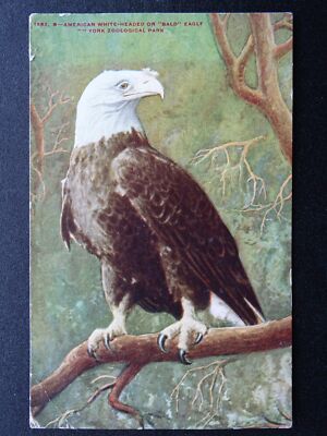 USA New York Zoological Park AMERICAN BOLD EAGLE c1910 Postkarte von N.Y.Z.S.