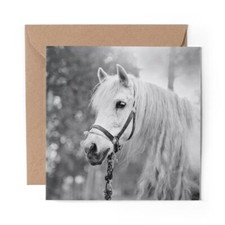 1 x Blank Greeting Card BW - Grey White Horse Pony Equine Girls Horses #43764