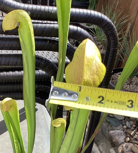 XXLG Sarracenia minor var Okefenokeensis Giant Carnivorous Plant-BareRoot (Loc) - Picture 11 of 22