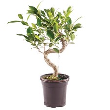 Brussel's Bonsai - Live Golden Gate Ficus Bonsai Tree in Grower Pot, Indoor B...