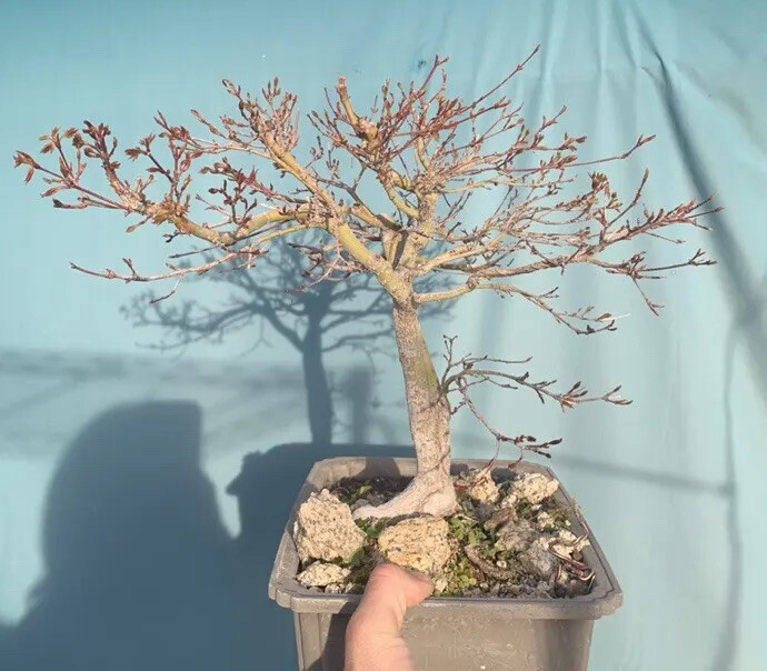 split trunk japanese maple bonsai twin trunk eBay