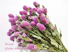 Rose Globe Amaranth Gomphrena Seed Flower Dried Arrangements Pink 30 Seeds