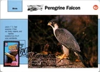 Dr Jim Stamps Maximum Card Peregrine Falcon 39C Wonders Of America Fdc