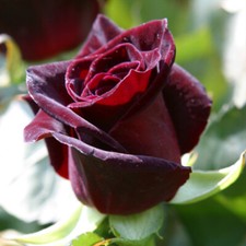 Rose/Rosa Shrubs Bushes "Black Baccara"Cut Flower Summer Garden Plant-Bare Roots