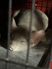 Chinchilla For Sale 300