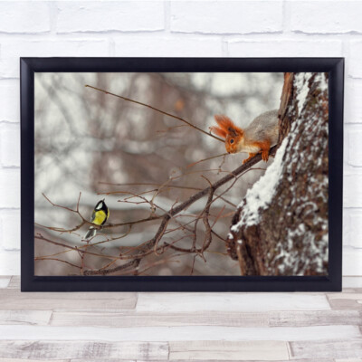 Eichhörnchen Treffen Verbindung Interaktion niedliches Tier Vogel Winter Wandkunstdruck