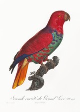 Eclectus Parrot, Eclectus Roratus #3 - 1800s - Francois Levaillant - Bird Magnet
