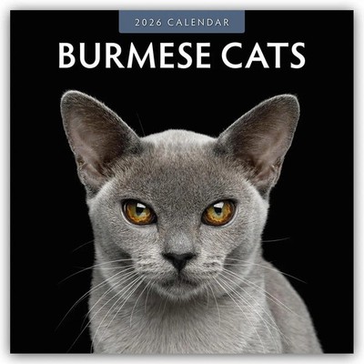 Burmese Cats 2026 Square Wall Calendar | Red Robin | Englisch | Taschenbuch