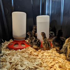 Plastic 1-Quart Chicken Waterer and Chick Drinker  Durable Watering Containe...