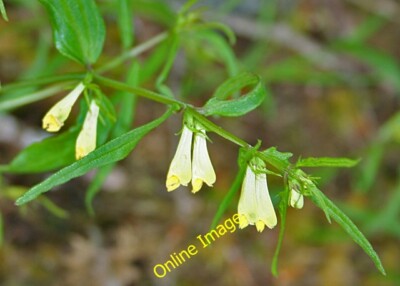 Foto 6x4 Gewöhnlicher Kuhweizen (Melampyrum pratense) Glenfinnan A Common und c2014