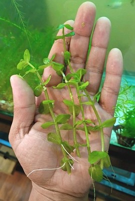 Lemon Bacopa Caroliniana, Live Aquarium Stem Plant, Fast Growing, (4-stem) bunch