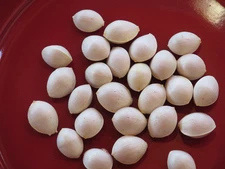 GINKGO BILOBA - (24+) - Fresh Seeds (2025 Crop) - Maidenhair Tree Seeds