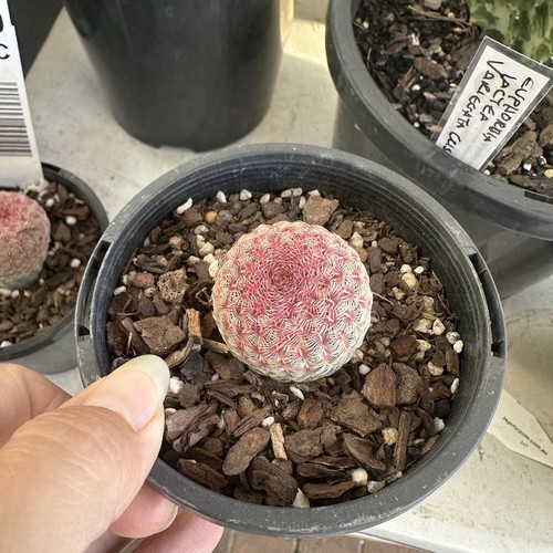 Echinocereus Rigidissimus - Rare Pink Cactus