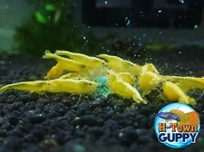 10 1 Neon Yellow Shrimp - Yellow Golden Back - Neocaridina Live Shrimp