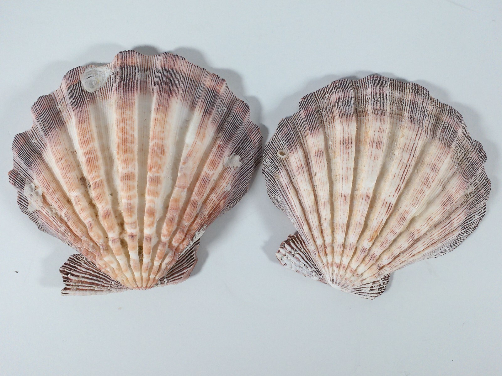 Seashells Pictures And Names