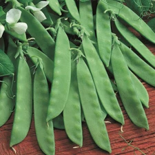 Oregon Sugar Pod 2 Snow Pea Seeds | Flat Asian Chinese Snap Peas Fresh Seed 2025