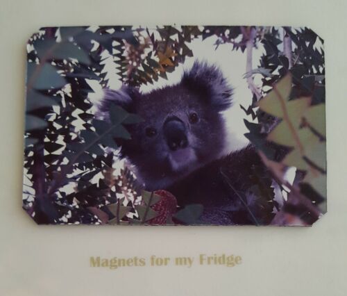 BABY KOALA 'Peek a boo' GLOSS PHOTO FRIDGE MAGNET - M44F - Picture 1 of 1