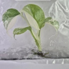 Monstera Borsigiana Albo Deliciosa variegated tissue culture 2DayAir