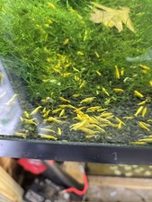 10 Plus Yellow Neocaridina Shrimp. Upstate NY Born An Breed In Adirondack Water