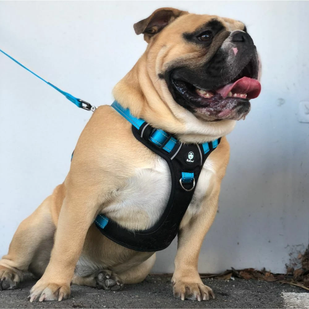 Huskimo ultimate clearance harness