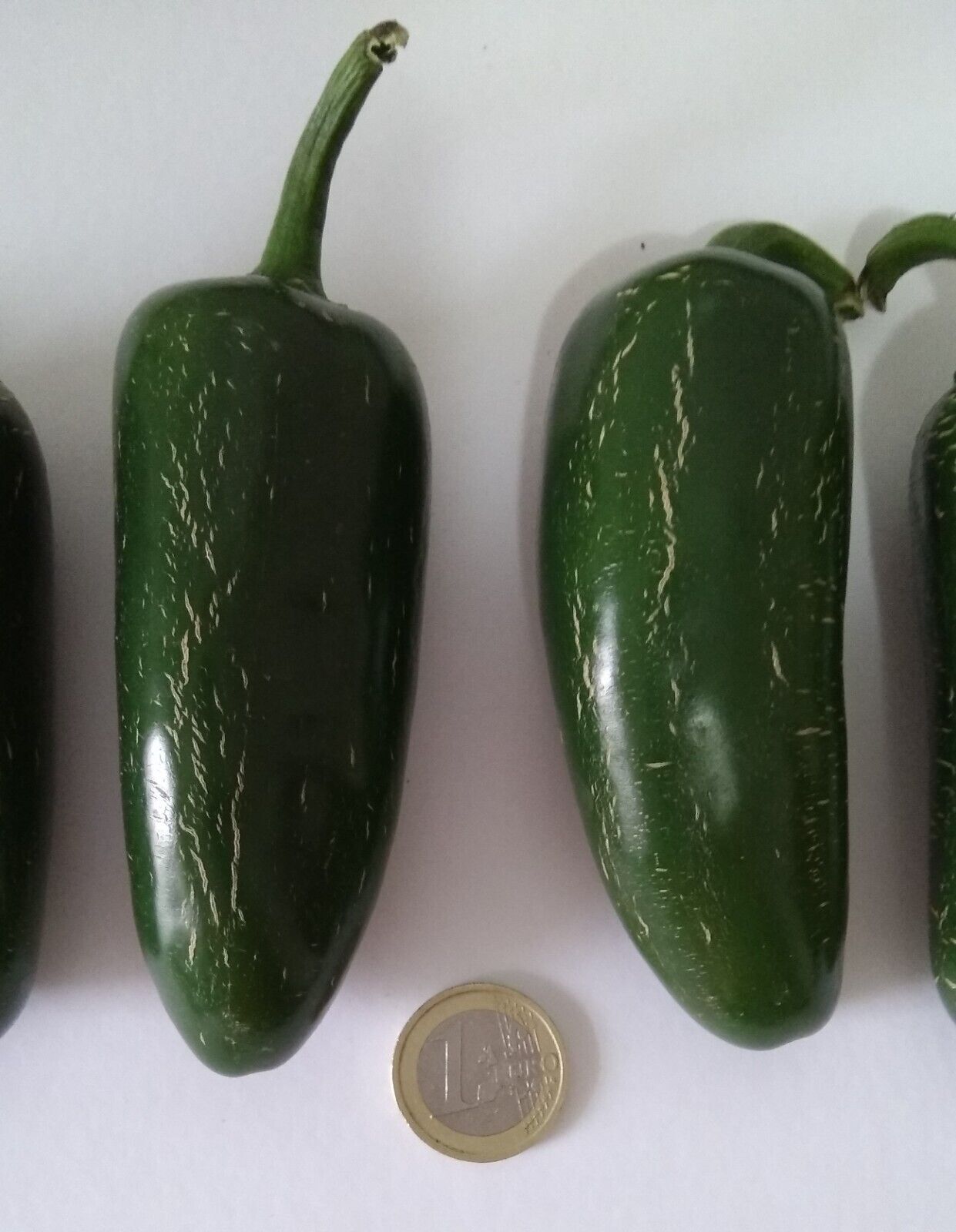 30 SEEDS JALAPEÑO JUMBO EXTRA GRANDE CHILE SEEDS SPICY PEPPER eBay