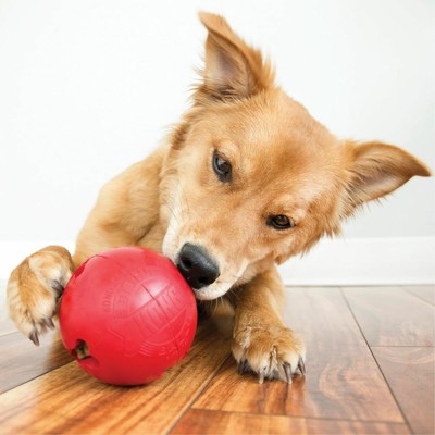 orange kong ball