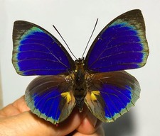 Agrias for collectors | rare Agrias butterflies