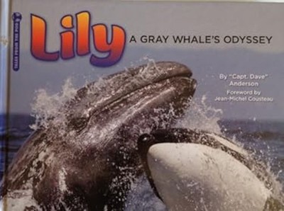 Lily - A Gray Whale's Odyssey Hardcover David Anderson