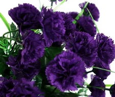 CARNATION GRENADIN KING OF BLACKS Dianthus Caryophyllus - 20 Seeds