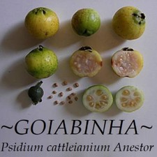 ~GOIABINHA~ Psidium cattleianium Anestor FRUIT TREE Live Potd med 12-24+in Plant